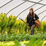 Carhartt Vertical 18L Firm Duck Tote Bag, Firm Duck Cotton Material W/Hand and Shoulder Straps, Carhartt Brown
